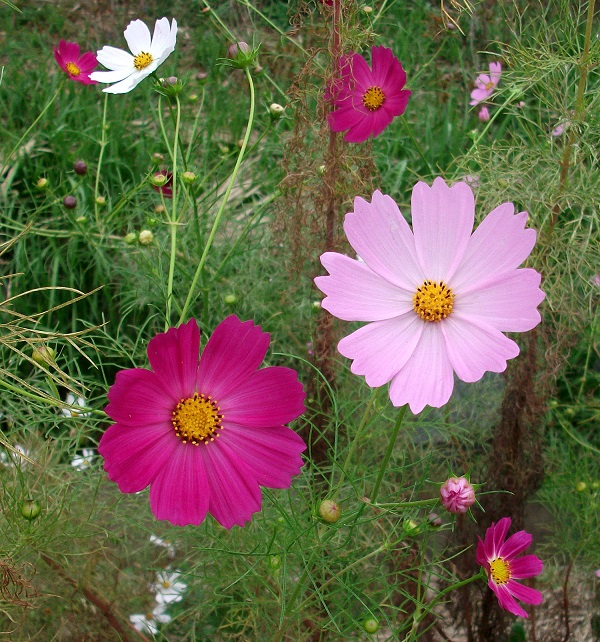 DSCF4270.JPG