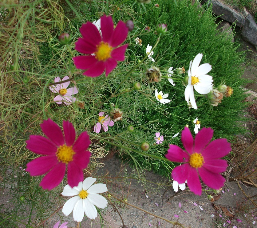 DSCF4272.JPG