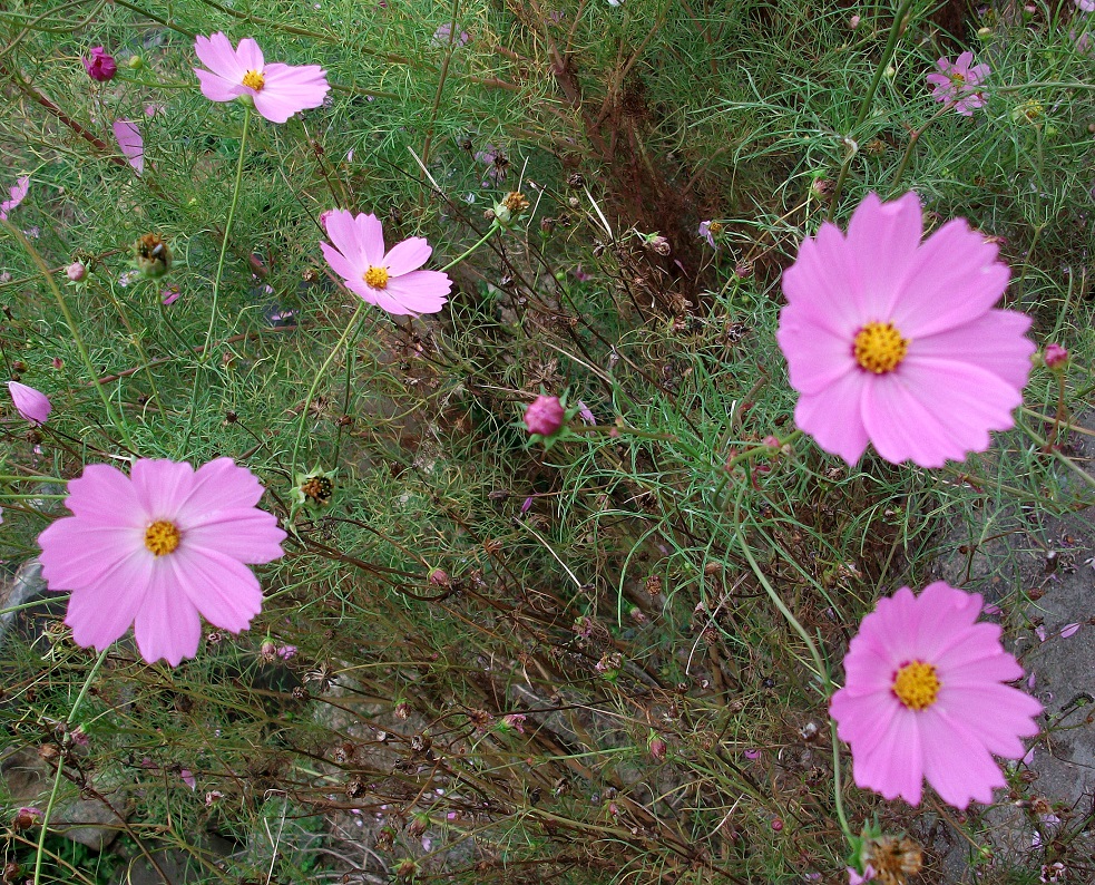 DSCF4271.JPG