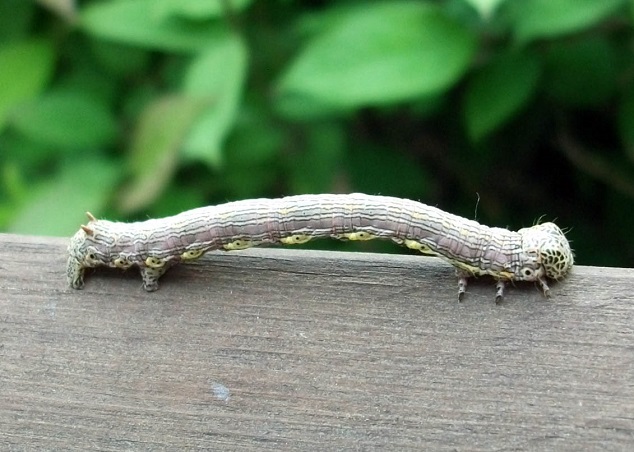 DSCF2253.JPG