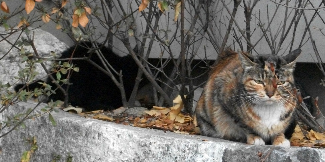 DSCF4317.JPG