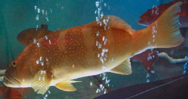 DSCF9260.JPG