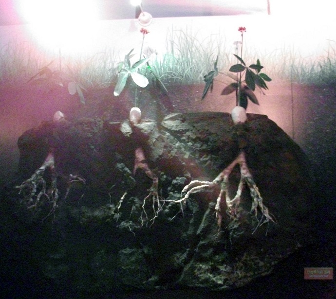 DSCF0456.JPG