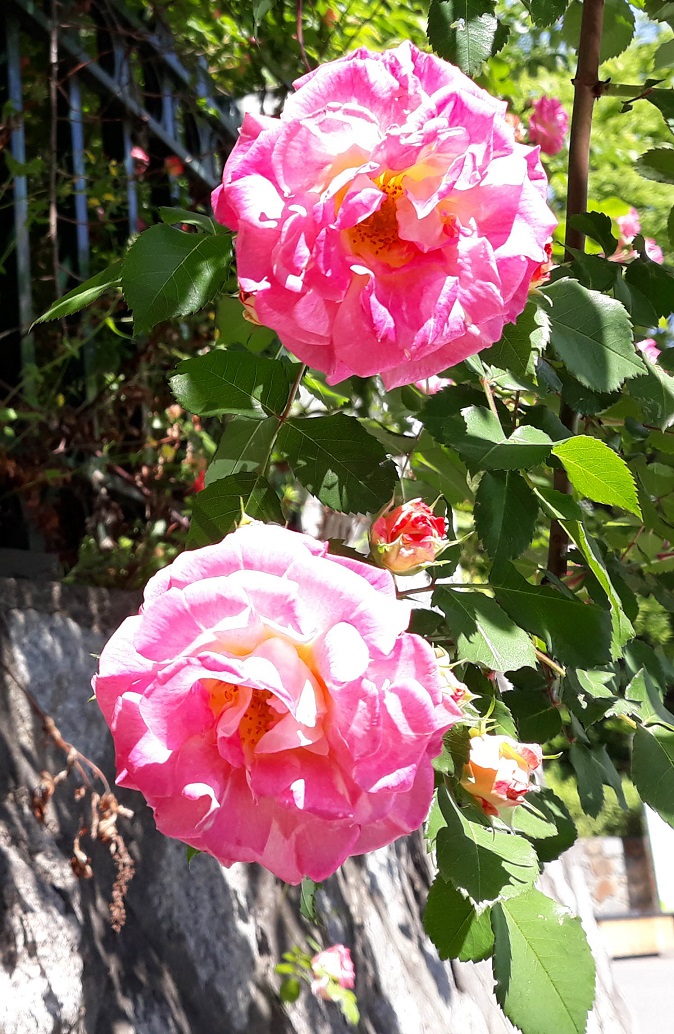 20190521_104549.jpg