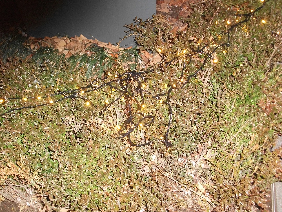 DSCF4508.JPG
