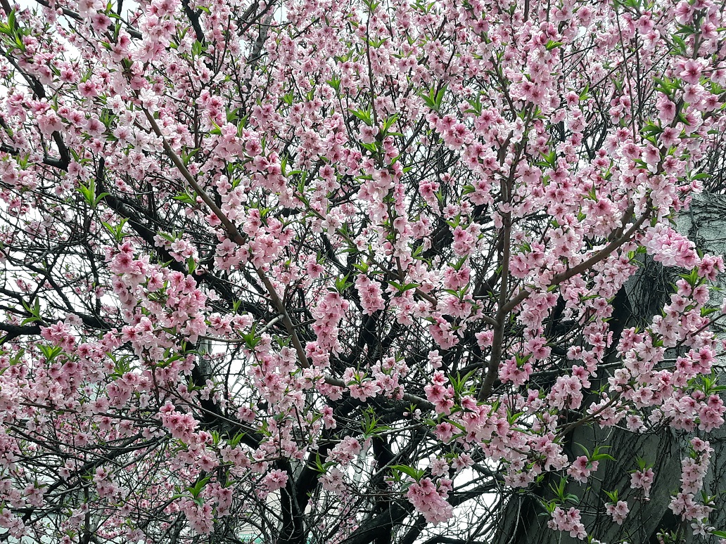 20190420_125336.jpg