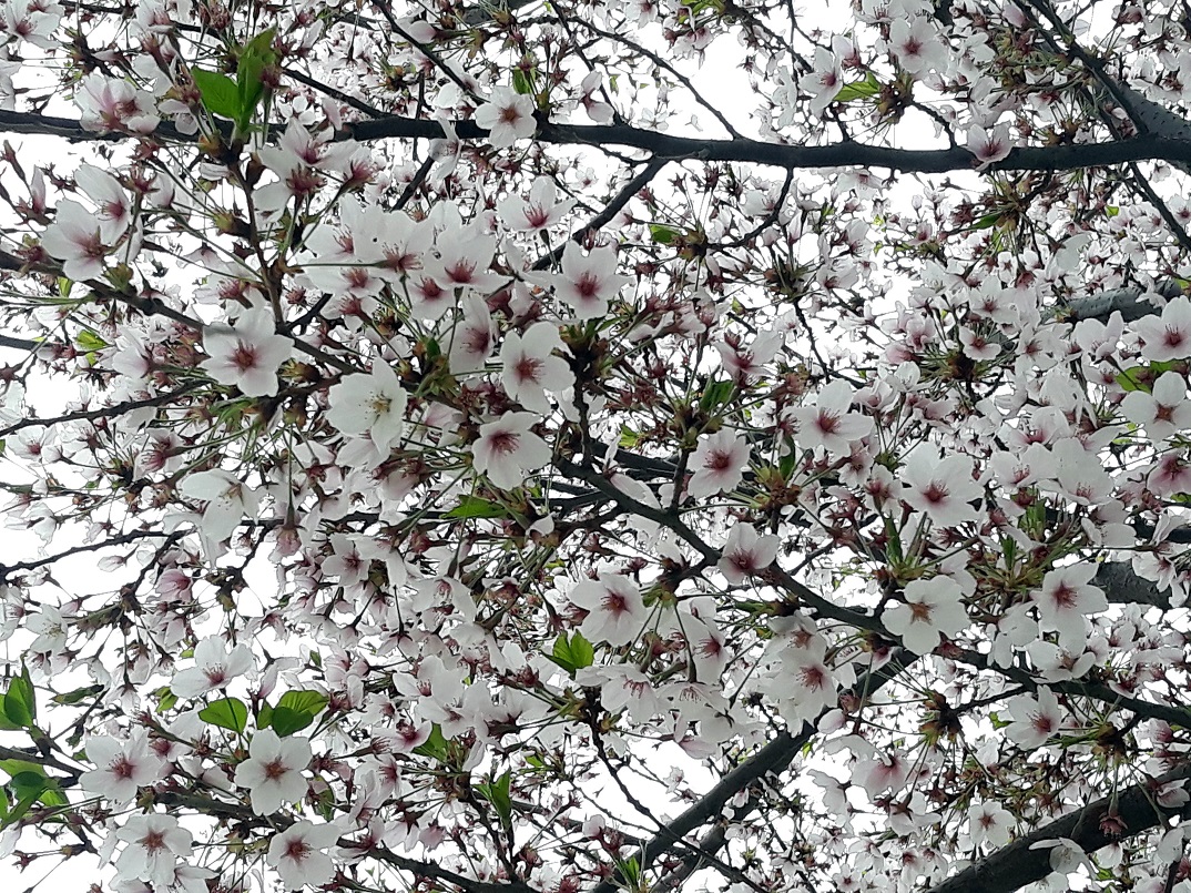 20190420_172219.jpg