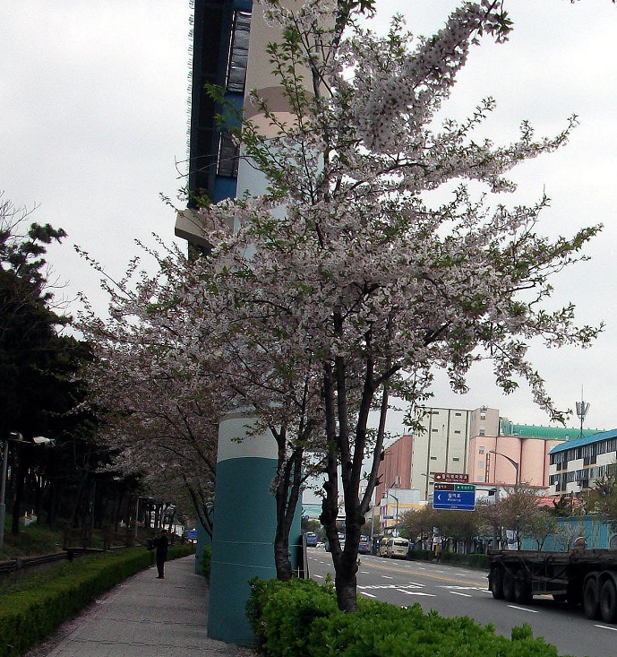 DSCF6393 - 복사본.JPG