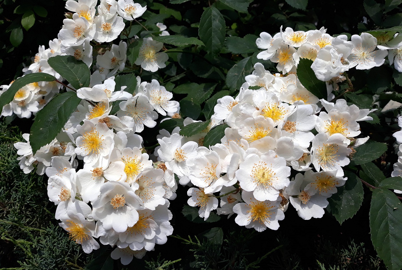 20190515_120125.jpg