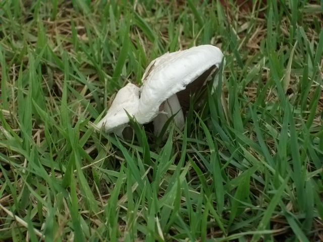 DSCF9661.JPG