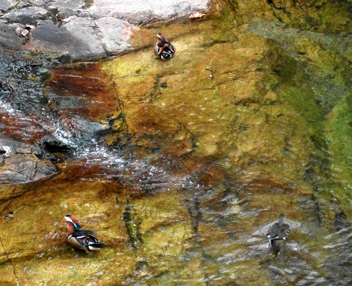 DSCF5423.JPG