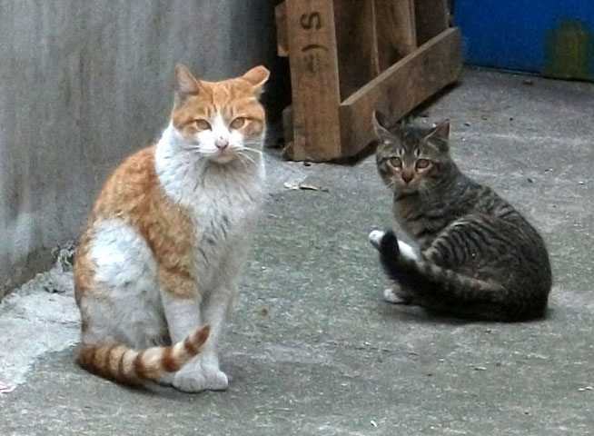 DSCF7455.JPG