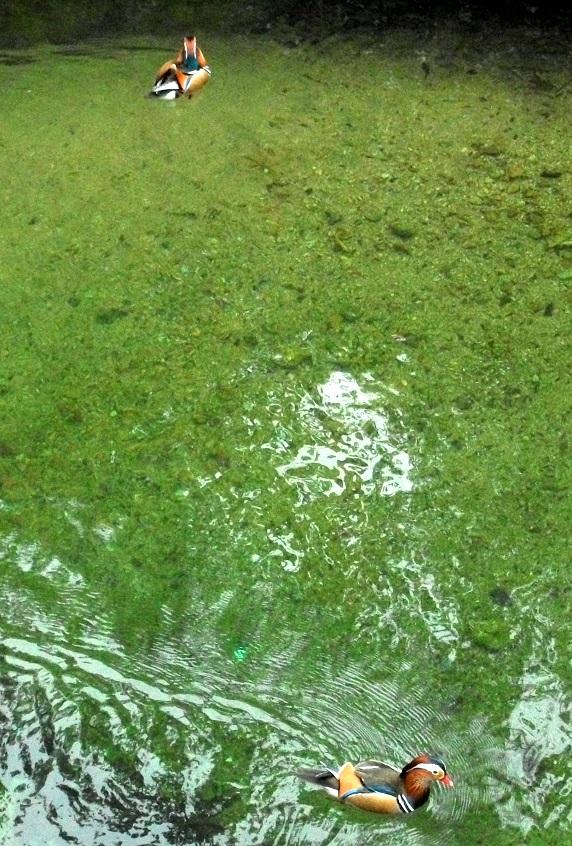 DSCF5425.JPG