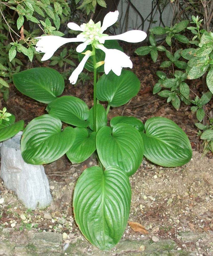 DSCF9077.JPG