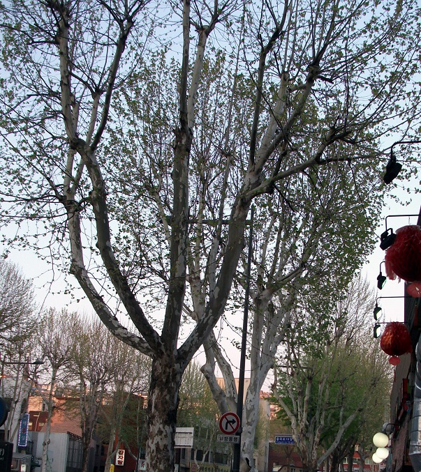DSCF1699.JPG