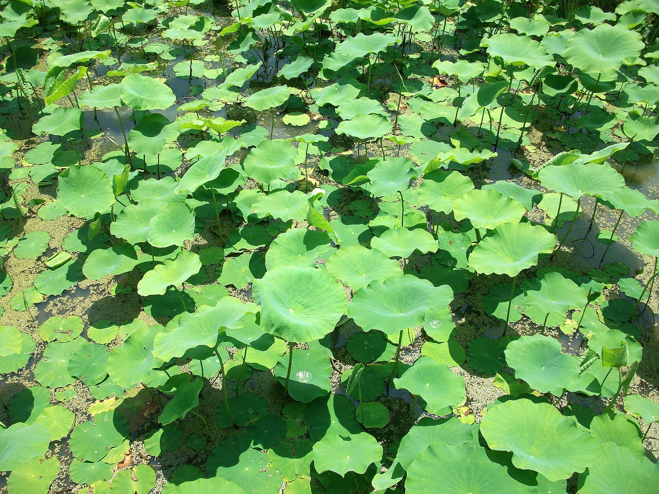 DSCF1095.JPG