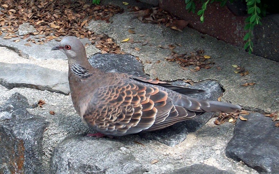 DSCF6277.JPG