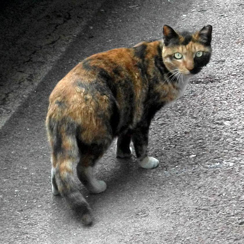 DSCF0229.JPG