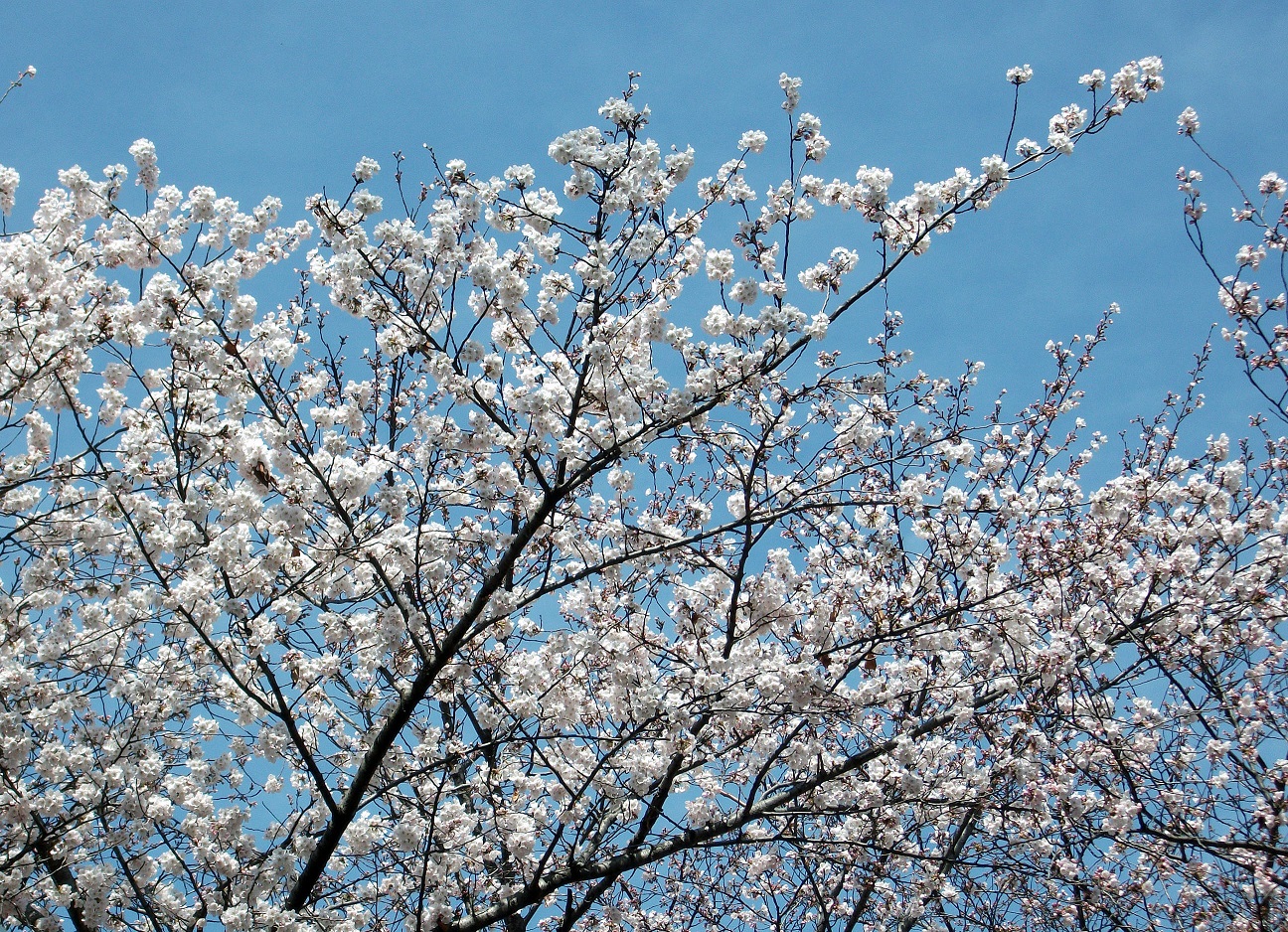 DSCF8460.JPG