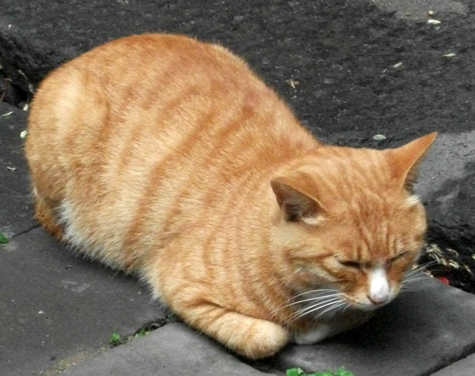 DSCF8650.JPG