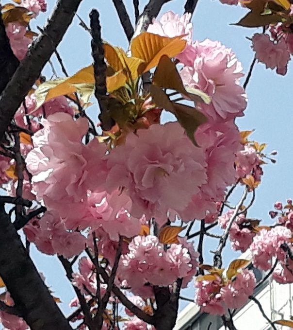 20190422_114335.jpg