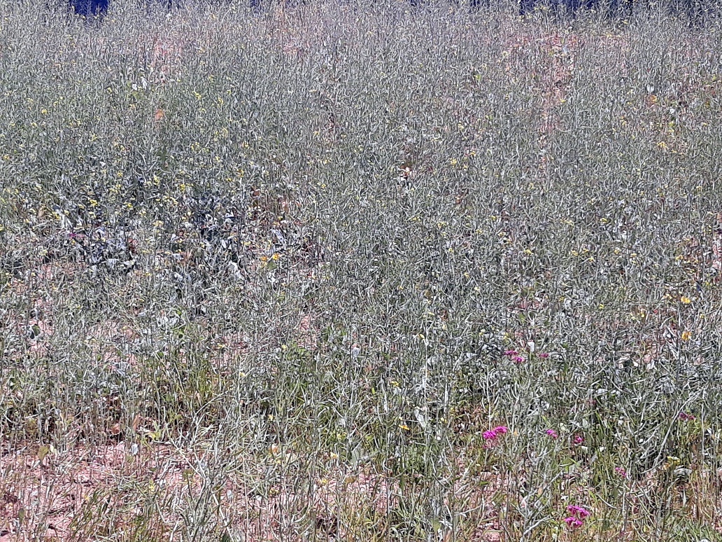 20200619_120458.jpg