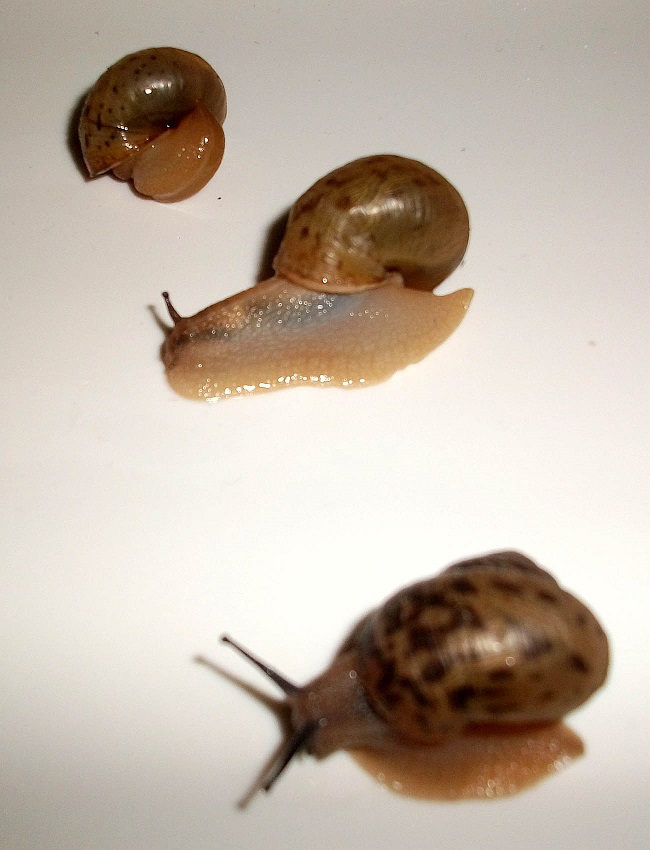 DSCF2748.JPG
