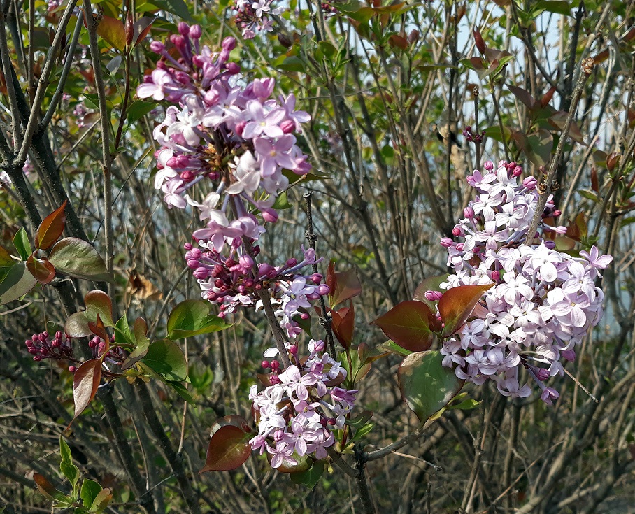 20200407_150931.jpg