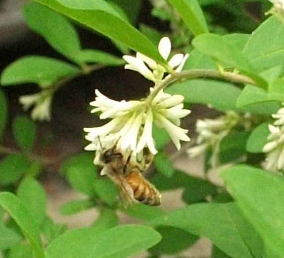 DSCF0562.JPG