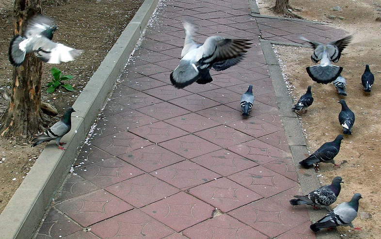 DSCF8760.JPG
