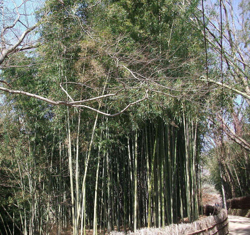 DSCF3418.JPG