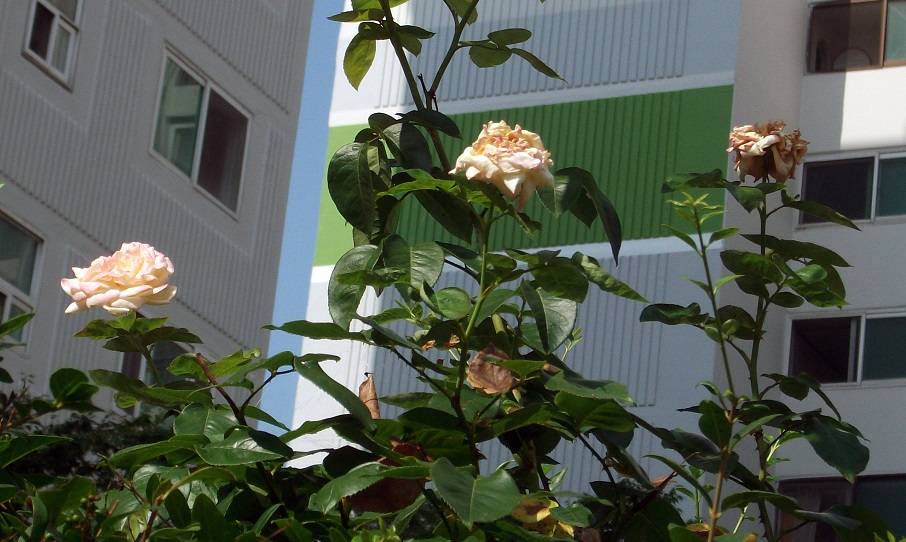 DSCF3293.JPG