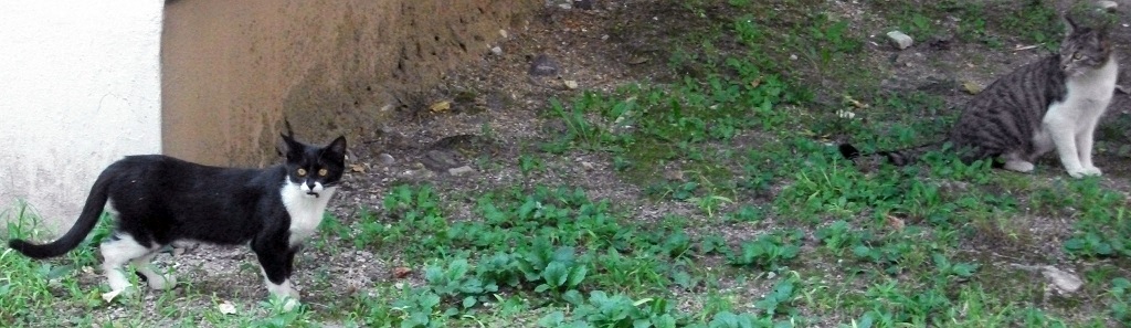 DSCF0010.JPG