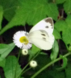 DSCF9414.JPG