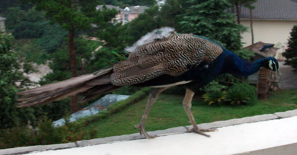 DSCF1695.JPG