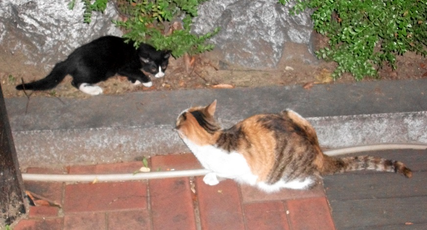 DSCF0430.JPG