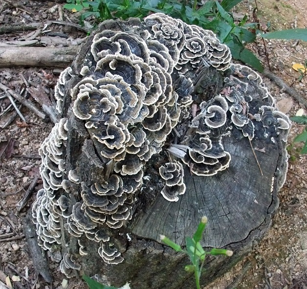 DSCF3347.JPG