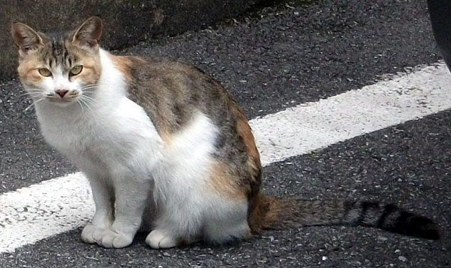 DSCF1865.JPG