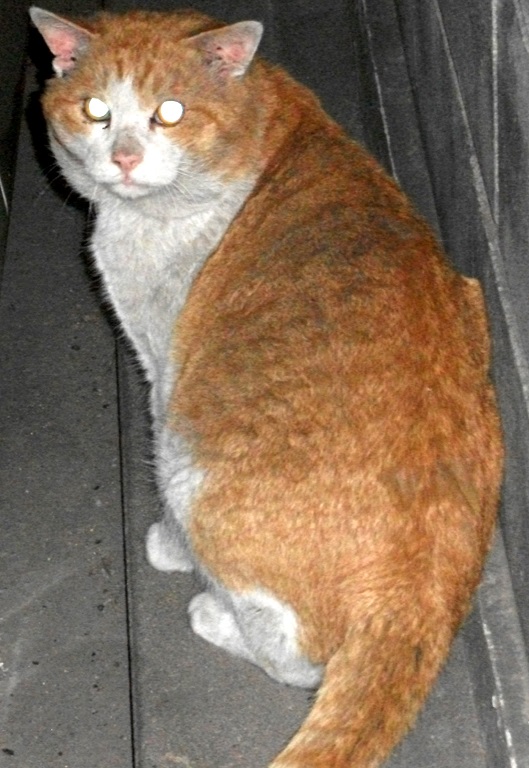 DSCF4049.JPG
