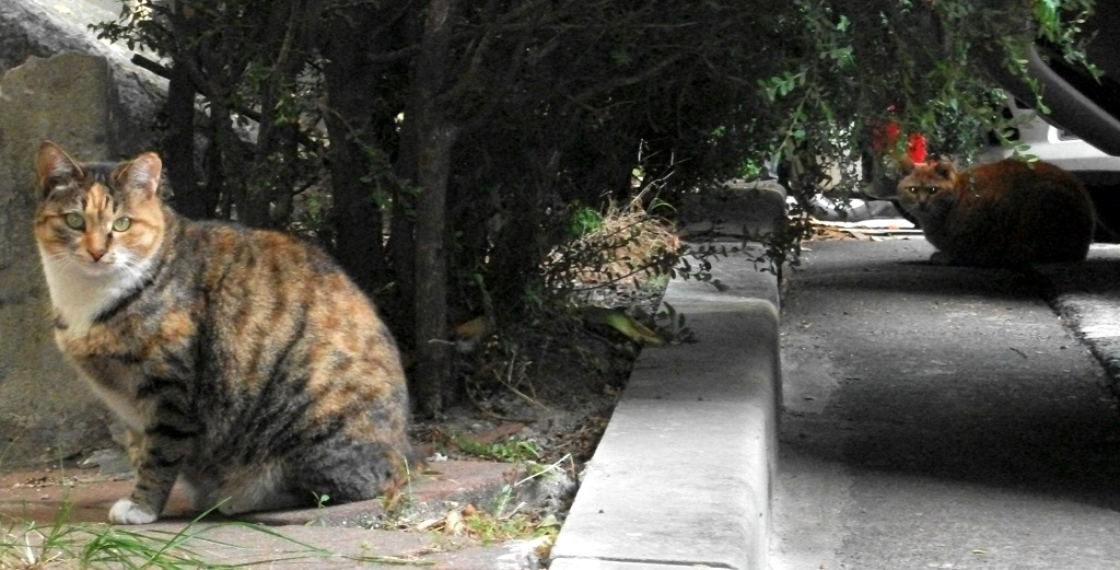 DSCF1105.JPG