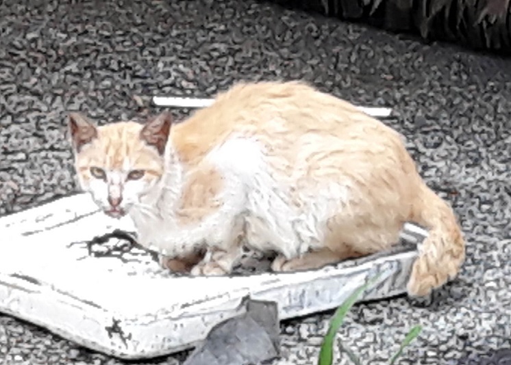 2018071 (12).jpg
