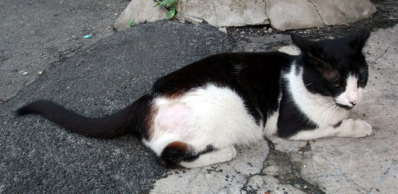DSCF4600.JPG