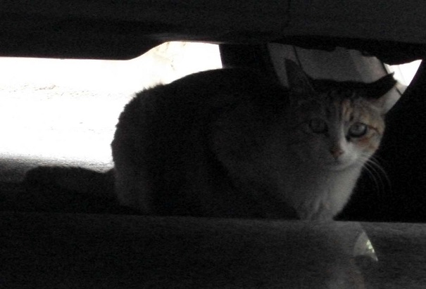 DSCF9661.JPG