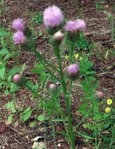 DSCF8852.JPG