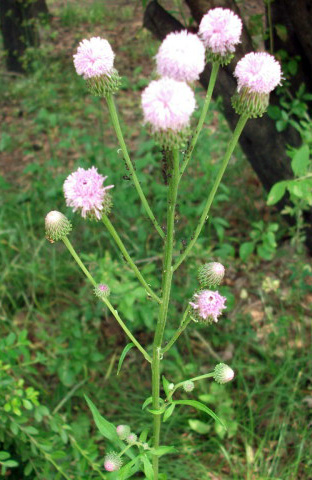 DSCF8858.JPG