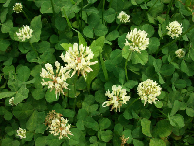 DSCF8856.JPG