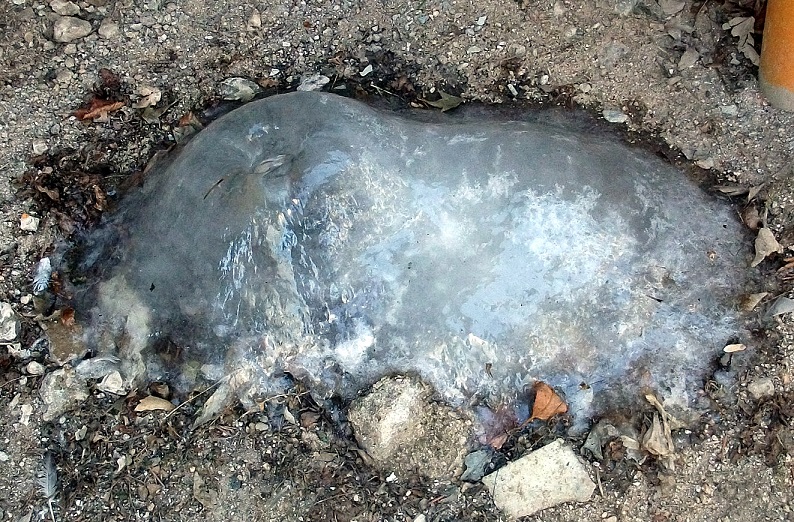 DSCF5234.JPG