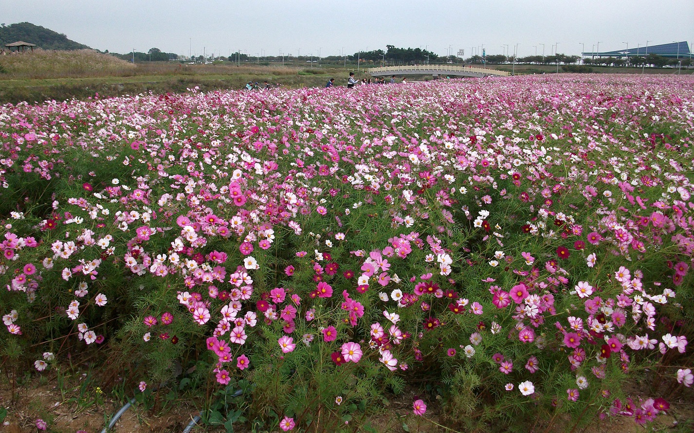 DSCF9061.JPG