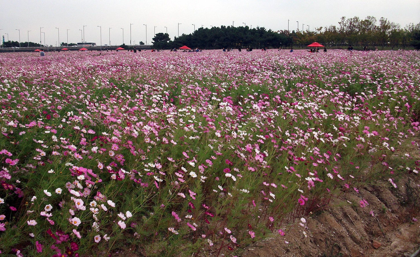 DSCF9062.JPG