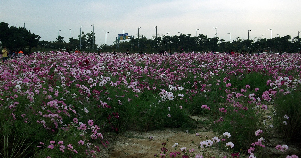 DSCF9066.JPG